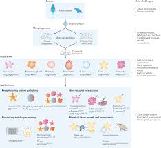 Doane by my brother mike. Engineering Organoids Nature Reviews Materials