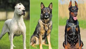 Cão de Guarda: 10 Melhores Raças (com fotos) - Destino Pet