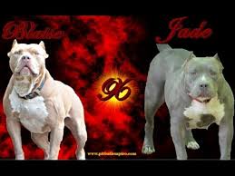 Breeding the best of the. Xl Pitbull Puppies For Sale Az 07 2021