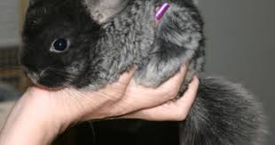 We did not find results for: Dwarf Chinchilla Dwarf Chinchilla Cute Funny Animals Human Babies