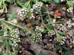 Image result for Corrigiola litoralis