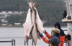 Why Is Wild Pacific Halibut So Popular We Ll Unpack The Answer