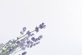 True lavender essential oil can be great for your aromatherapy routine. 30 Lavender Quotes That Are Very Relaxing By Kidadl