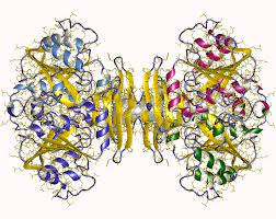 Spermidine is found in foods such as wheat germ, soybeans, nuts, and some fruits and vegetables and produced by the microbiota. Spermidine Synthase Wikipedia
