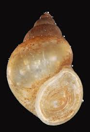 Image result for Behnia reticulata