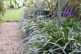Image result for Lily Turf