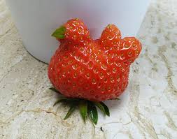 Most unusual fruits are not well known in the us, or not very good rawã¢ââ¦. 22 Unusually Shaped Fruits And Vegetables That Look Like Something Else