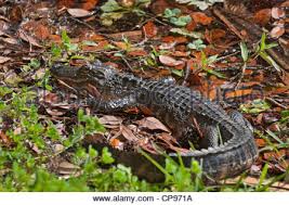 Alice salotti is on facebook. Piccoli Salotti Di Alligatore Lungo Il Bordo Del Lago Di Alice Sul Campus Della University Of Florida A Gainesville Foto Stock Alamy