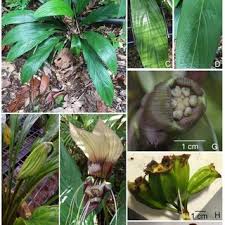 Image result for Afrosciadium rhodesicum