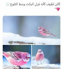 Pin By Rema Maher On كوكب Cute Couple Wallpaper Anime Art Beautiful Pets Movie