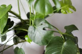 Bird Of Paradise Plant Leaves Curling Up 7 Amazing Low Light Indoor Plants Paisley Sparrow Low Light Plants Plants Plant Care Houseplant