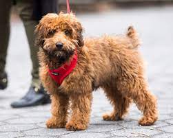Dogs Thedogist Frankie Whoodle Wheaten Whoodle Puppy Terrier Poodle Mix Wheaten Terrier Poodle Mix