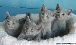 Buy, sell and adopt puppies, dogs, kittens, cats and other pets near me. Hypoallergenic Russian Blue Kittens 11 Weeks Price 350 For Sale In Gloucester Massachusetts Best Pets Online