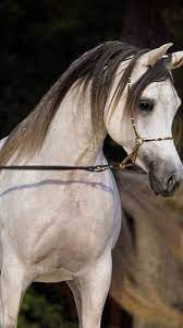 pin by mohamed taki on الخيول الأصيلة horses animals