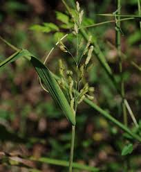 Image result for Leersia