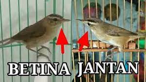 Cara Membedakan Kerak Basi Jantan Dan Betina Youtube