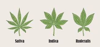 Understanding Cannabis Sativa Vs Indica Vs Ruderalis Cannabismarketcap