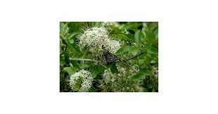 Image result for Pavetta gracillima