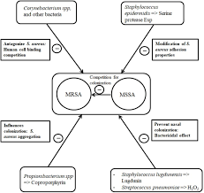 But mrsa can cause an infection if a child's skin gets scratched or cut, or his. Frontiers Staphylococcus Aureus Nasal Colonization An Update On Mechanisms Epidemiology Risk Factors And Subsequent Infections Microbiology