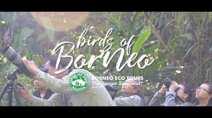 Semporna, sabah, 91308 po box 150 block d, lot 19, semporna seafront township. Bb9a Birding In Borneo West Coast Borneo Birding