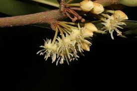 Image result for Manilkara obovata