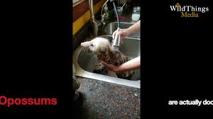 This will provide the necessary stimulation for them to do the deed. How To Wash Your Opossum Youtube