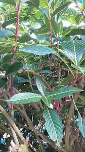 Image result for Sanchezia