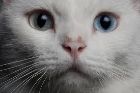 แมวขาวมณี