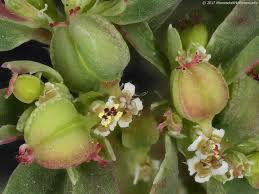 Image result for Euphorbia lividiflora