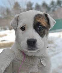 Greater Androscoggin Humane Society 55 Strawberry Avenue Lewiston Maine 04240 P 207 783 2311 Www Bahumane Org Dog Info Dog Adoption Animals