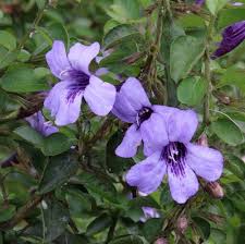 Image result for Dyschoriste transvaalensis