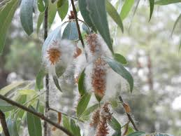 Image result for Salix