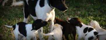 German shorthaired pointer mix puppies. German Shorthaired Lab Mix Gsp Labrador Hybrid Hunting Dogs