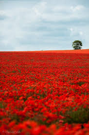 Look At The Birds Of The Air And The Flowers Of The Field Poppy Field By Marjo Laitakari Poppy Field Nature Flower Field