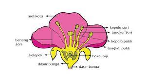 Kelas 3 tema 1 kelas 3 tema 1 sub tema 1 berlatih amati gambar tahapan perkembangbiakan ayam berikut ini! Gambarkan Bagian Bagian Bunga Dan Tuliskan Cara Penyerbukannya Tema 1 Kelas 6 Halaman 6 16 2 5 Tribun Pontianak