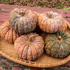 'black futsu', another japanese variety with sweet, nutty flesh. Winter Squash Black Futsu Organic Adaptive Seeds