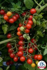 Fafard Top 10 Best Tasting Cherry Tomatoes