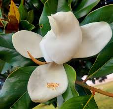 Image result for Magnoliaceae