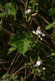 Image result for Psophocarpus scandens