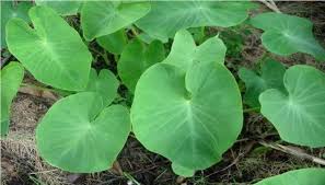 Download and install resep olahan daun singkong 1.0 on windows pc. Ada Di Sekitar Kita Cari Tahu Manfaat Dan Efek Samping Daun Talas Untuk Kesehatan Yuk