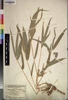 Image result for Oxytenanthera abyssinica