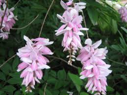 Image result for Abrus melanospermus