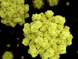 It passes easily through direct or norovirus can also be a source of food poisoning, because you can get it from eating contaminated. If You Have A Stomach Flu Chances Are It S Actually Norovirus What You Should Know Abc News
