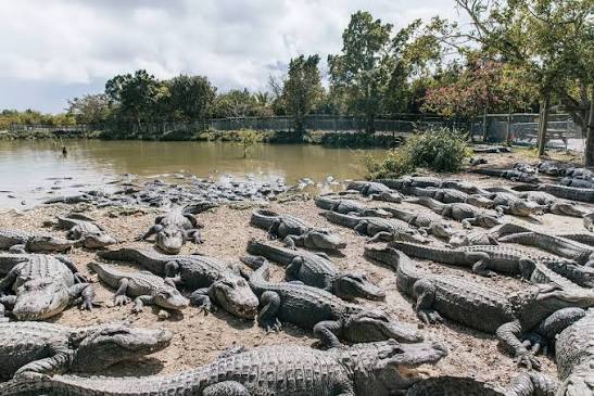 Everglades Alligator Farm
