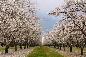 Browse 4,708 almond tree flower stock photos and images available or start a new search to explore more stock photos and images. Flowering Almond Tree Grove Blossoms In California Photograph By Reimar Gaertner