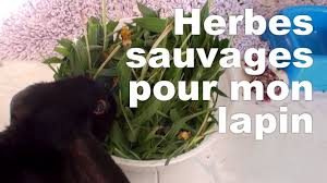 L Alimentation Du Lapin Tous Nos Lapinous