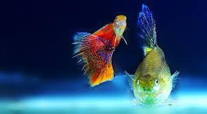 50 Best Freshwater Aquarium Fish Build Your Aquarium