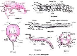Phylum Arthropods Characters And Classification Animal