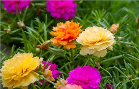 Image result for Portulaca