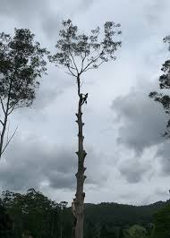 Image result for Eucalyptus grandis